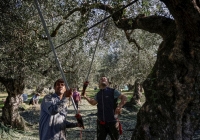 Các tên trộm ô liu ngày càng táo tợn ở Hy Lạp