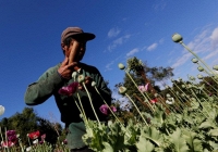 Myanmar là nguồn cung cấp thuốc phiện lớn nhất thế giới hiện nay