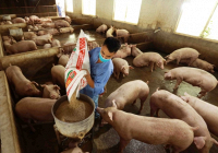 Giá heo hơi hôm nay 20/12: Có dấu hiệu tăng