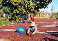 Giá cà phê hôm nay 30/12: Dao động trong khoảng 68.900 - 69.600 đồng/kg