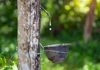 Giá cao su hôm nay 2/1: Không có nhiều biến động