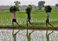 Di cư ngược ở Ấn Độ: Lao động ồ ạt 'bỏ phố về quê'