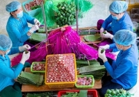 Nghề làm nem Lai Vung là Di sản văn hóa phi vật thể quốc gia