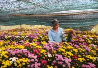 Nhộn nhịp thị trường hoa, cây cảnh phục vụ Tết