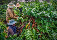 Giá cà phê hôm nay 30/1: Cao nhất 78.000 đồng/kg