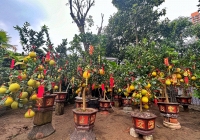 Thị trường hoa, cây cảnh Tết 'thấp thỏm' ngóng khách