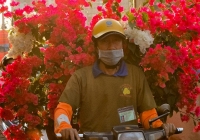 Thị trường hoa Tết bắt đầu sôi động, giá mềm