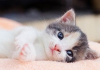 Tuổi Quý Mão 1963 xuất hành Tết 2024 vào giờ nào, hướng nào tốt nhất?