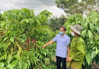 Kim ngạch xuất khẩu 6 loại cây công nghiệp chủ lực đạt 14-16 tỷ USD vào 2030