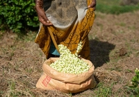 Bí mật vùng đất trồng hoa nhài được các hãng nước hoa nổi tiếng trên thế giới săn đón