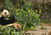 Hàng nghìn người Hàn Quốc chia tay chú gấu trúc không lồ 'Fubao' trước khi trở về Trung Quốc
