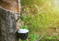 Giá cao su hôm nay 7/3: Tăng nhẹ trên sàn châu Á