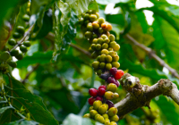 Giá cà phê hôm nay 20/3: Cao nhất 94.600 đồng/kg