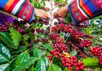 Giá cà phê hôm nay 21/3: Tiếp tục tăng nhẹ