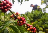 Giá cà phê hôm nay 22/3: Cao nhất 94.800 đồng/kg