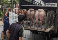 Giá heo hơi hôm nay 25/3: Đợt tăng đã đạt đỉnh?