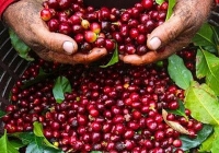 Giá cà phê hôm nay 25/3: Duy trì ở mức cao