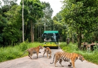 Siêu hot trải nghiệm 'nhập vai bảo mẫu nhí' cực hút khách tại Vinpearl Safari