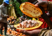 Nông dân châu Phi ồ ạt trồng ca cao khi giá cả tăng vọt