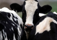 WHO thông báo phát hiện virus cúm gia cầm H5N1 trong sữa