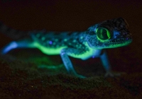 Các nhà khoa học choáng váng trước sự phát sáng của tắc kè trong bóng tối