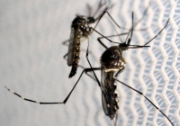 CDC cảnh báo nguy cơ gia tăng virus sốt xuất huyết ở Mỹ