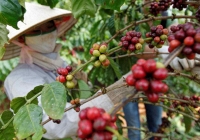 Giá cà phê tăng 20% khi nhiệt độ toàn cầu ảnh hưởng đến thị trường hàng hóa