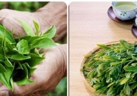 Có nên uống trà xanh mỗi ngày?