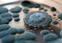 Vào tháng Chạp đừng để trong nhà xuất hiện thứ này vì là dấu hiệu của sự không may và nguy cơ ung thư, mưa rét càng dễ sinh sôi