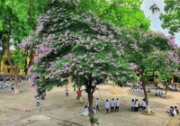 Ngôi trường làng ở Hà Nội: Điểm chuẩn hàng năm thấp nhưng thành tích thi tốt nghiệp 2024 cao, đứng sau mỗi trường Ams ở môn này!