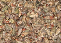 Giá thực phẩm ngày 1/7: Ốc len 180.000 đồng/kg