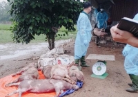 Dịch tả heo châu Phi xuất hiện tại TP.HCM