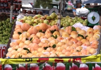 Đào tiên Sa Pa được bày bán khắp đường phố Sài Gòn