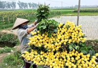 Giá hoa tươi tại Hà Nội tăng mạnh dịp lễ Vu lan