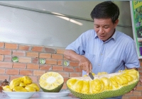 Bất ngờ với giống mít tạo ra quả 50kg ở Bến Tre