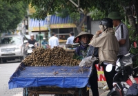 Dù chưa vào mùa, nhãn lồng Hưng Yên vẫn rẻ bất ngờ ở Sài Gòn 