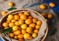 Quả kim quất: Giấc mơ giảm cân an toàn của chị em
