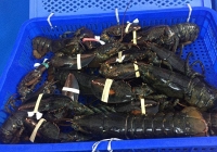 Thực hư tôm hùm Alaska giá 170.000 đồng/kg