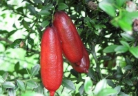 Chanh ngón tay giá 2 triệu đồng/kg có gì đặc biệt?