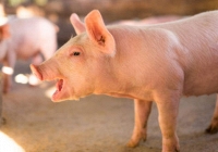 Người tiêu dùng Trung Quốc điêu đứng vì giá thịt heo tăng gần 160%