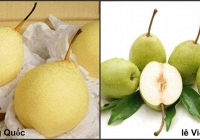 Quả lê Việt Nam khác Trung Quốc thế nào?
