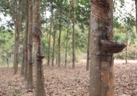 Cao su thế giới đồng loạt lao dốc