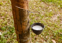 Cao su Thượng Hải tăng giá do lo ngại nguồn cung thiếu hụt