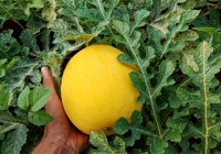 Dưa hấu vàng ruột đỏ đắt hàng dịp tết