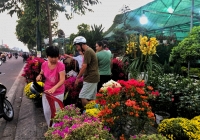 Sài Gòn rực rỡ sắc hoa, cây cảnh ngày cận Tết