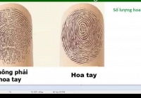 Xem vận giàu nghèo, tài năng qua các đường vân hoa tay