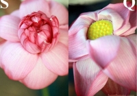 Phân biệt hoa sen và hoa quỳ để tránh bị mua nhầm