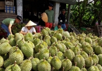 Trái cây miền Tây rớt giá thảm hại vì dịch virus corona