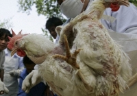 Hàng trăm triệu con gà ở Trung Quốc có thể bị chết đói vì dịch virus corona