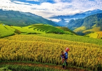 Thu về, tinh túy đất trời trao trọn cho Tây Bắc